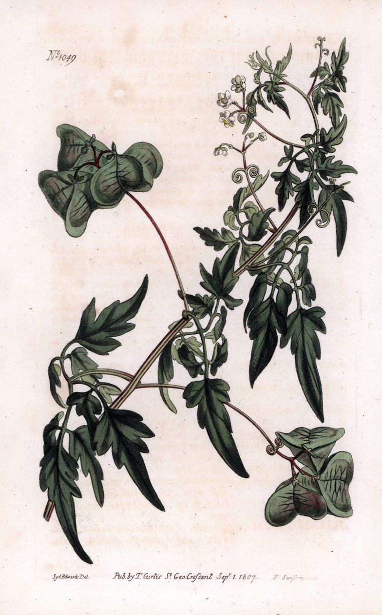 Botanikk: kardiosperm eller hjerteerter. Glatt hjertefrø eller ballongplante, Cardiospermum halicacabum. Håndfarget kobberstikk av F. Sansom fra en illustrasjon av Sydenham Edwards fra William Curtis