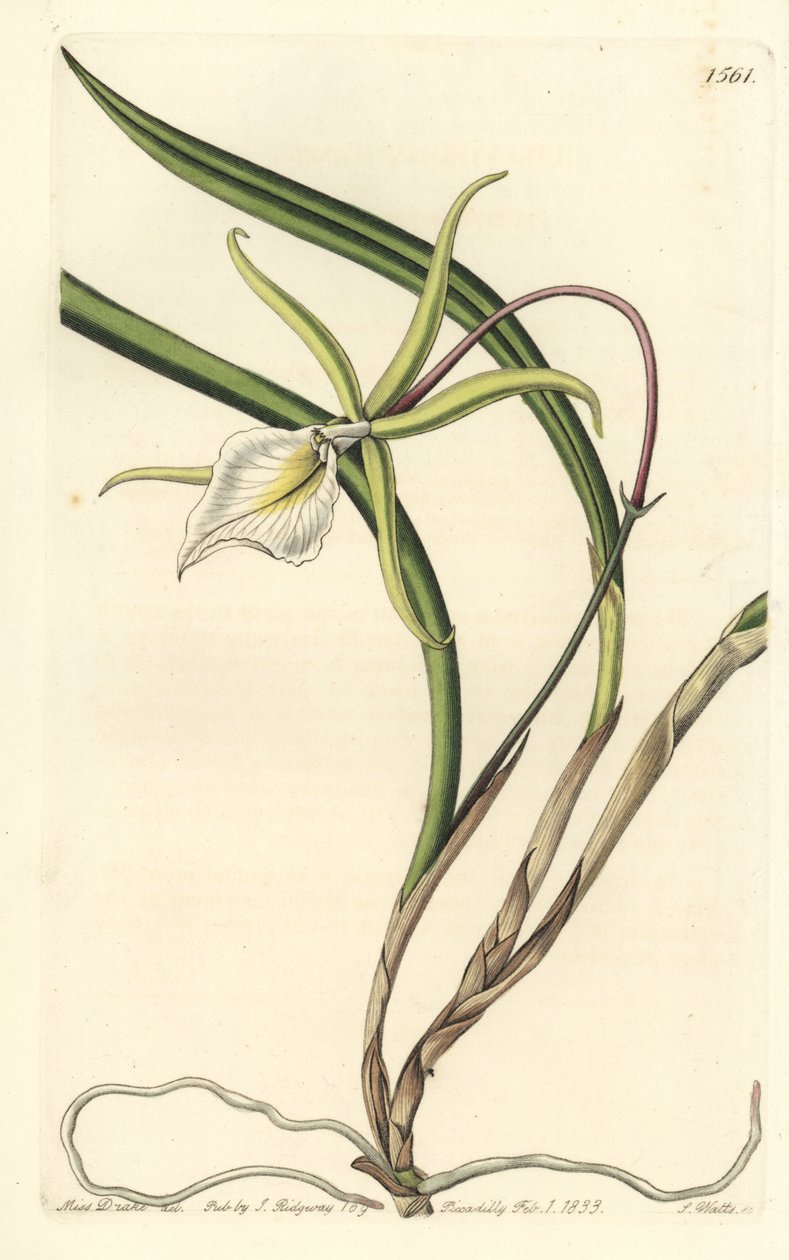 Brassavola perrinii (Perrins brasavola, Brasavola perrinii). Håndfarget kobberstikk av S. Watts etter en illustrasjon av Miss Sarah Drake fra Sydenham Edwards' Botanical Register, Ridgeway, London av Sydenham Teast Edwards