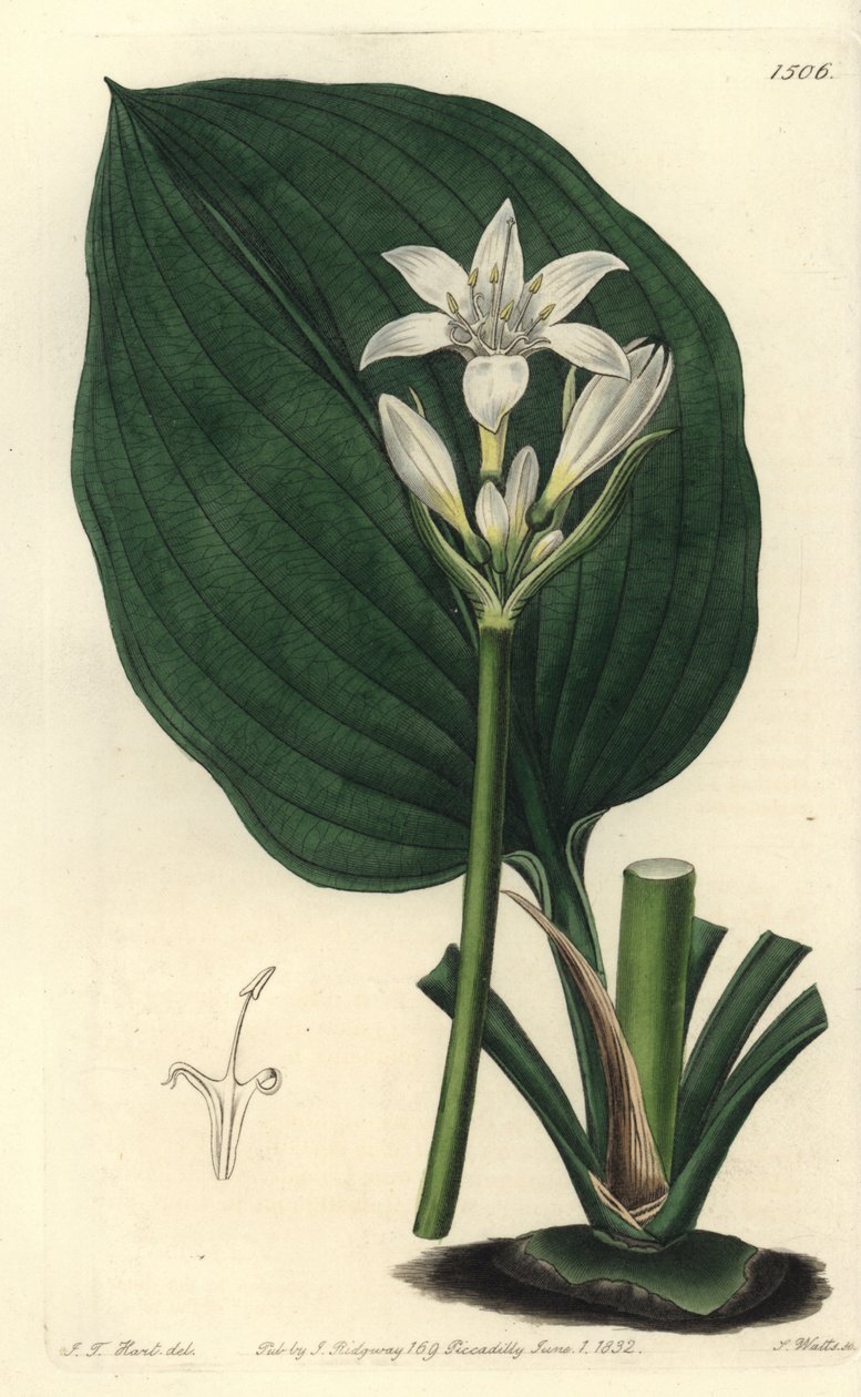 Brisbanelilje, Proiphys cunninghamii (Mr. Cunninghams eurycles, Eurycles cunninghamii). Håndfarget kobberstikk av S. Watts etter en illustrasjon av JT Hart fra Sydenham Edwards' Botanical Register, Ridgeway, London av Sydenham Teast Edwards