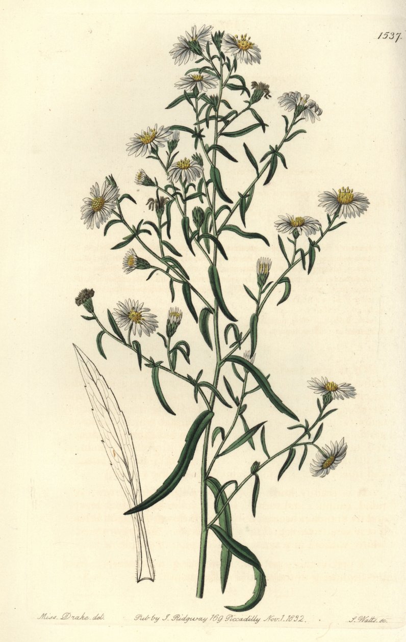 Sprø aster, Aster fragilis. Håndfarget kobberstikk av S. Watts etter en illustrasjon av Miss Sarah Drake fra Sydenham Edwards' Botanical Register, Ridgeway, London av Sydenham Teast Edwards