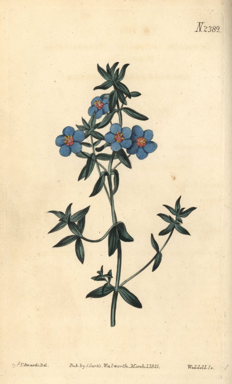Bredbladet pimpernel, Anagallis latifolia. Håndfarget kobberstikk av Weddell etter en botanisk illustrasjon av Sydenham Edwards fra William Curtis' Botanical Magazine, Samuel Curtis, London av Sydenham Teast Edwards
