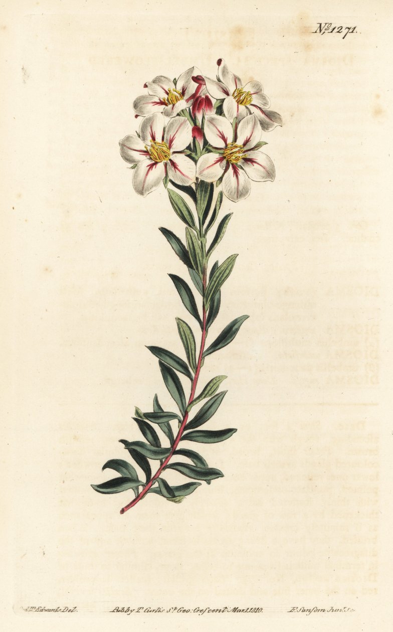 Buchu, Adenandra villosa (Umbel-flowered diosma, Diosma speciosa) - Håndfarget kobberstikk av F. Sansom Jr. etter en illustrasjon av Sydenham Edwards fra William Curtis' Botanical Magazine, T. Curtis, London av Sydenham Teast Edwards