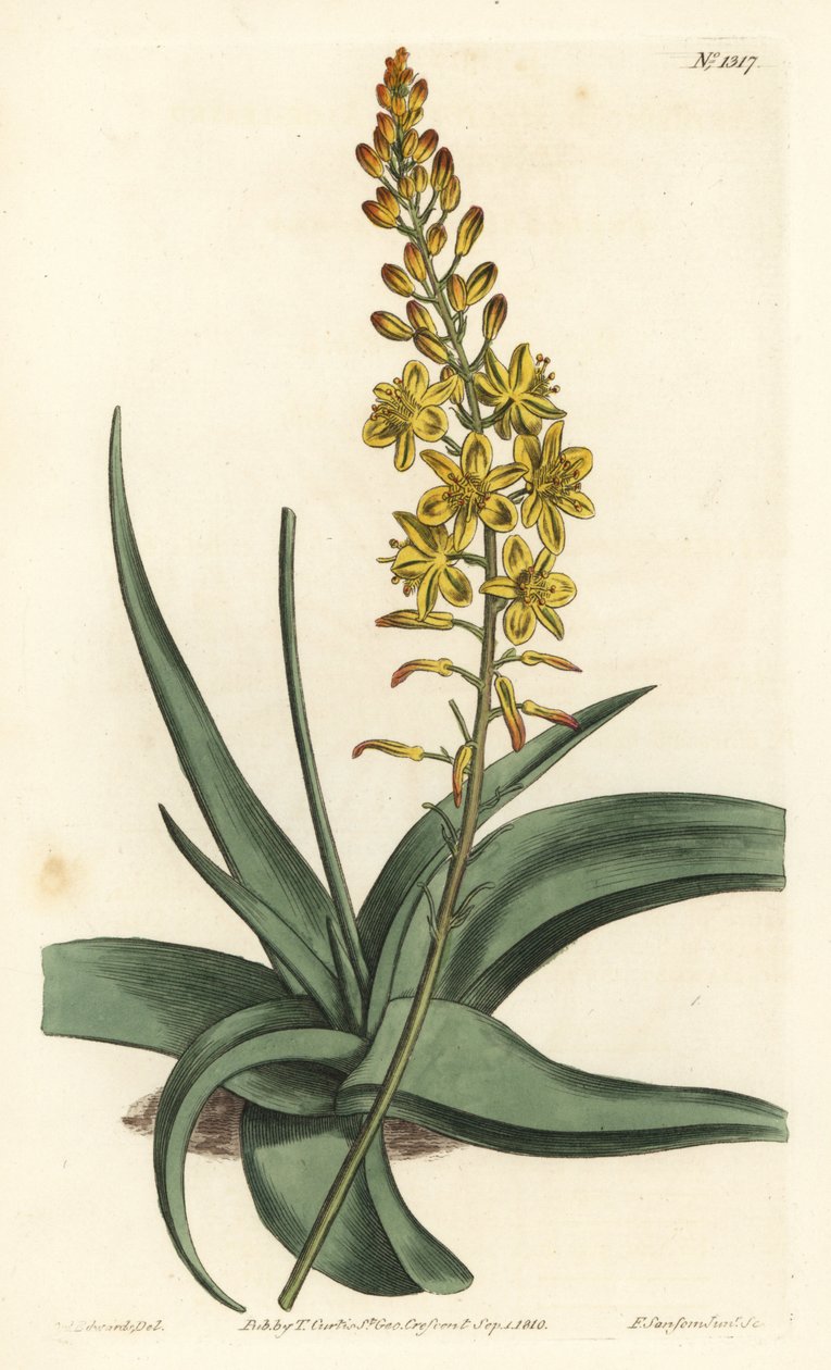 Bulbine variete - Bulbine alooides (Aloe-leaved anthericum, Anthericum alooides). Håndfarget kobberstikk av F. Sansom Jr. etter en illustrasjon av Sydenham Edwards fra William Curtis' Botanical Magazine, T. Curtis, London av Sydenham Teast Edwards