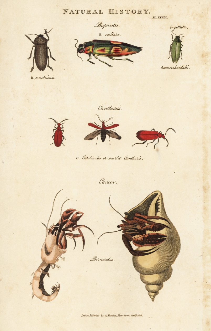 Bupreste et pagure (bernard l'eremitt) - Juvelbiller, Buprestis ocellata, scarlet cantharis og vanlig eremittkrabbe, Pagurus bernhardus (Cancer bernardus). Håndfarget kobberstikk etter Sydenham Edwards fra John Mason Goods Pantologia, a New av Sydenham Teast Edwards