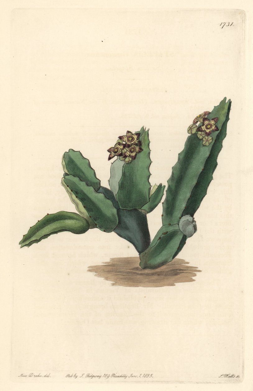 Cactus Caralluma, innfødt på Sicilia - Strong water av S. Watts fra en illustrasjon av Sarah Anne Drake (1803-1857), fra Botanical Register av Sydenham Teast Edwards