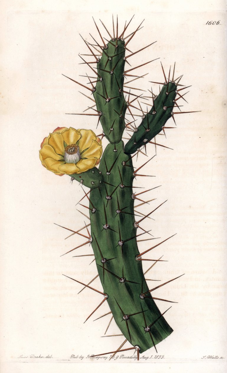 Kaktusartikkel, variant av stikkende fikentre - Plate gravert av S.Watts, fra en illustrasjon av Sarah Anne Drake (1803-1857), fra Botanical Register of Sydenham Edwards (1768-1819), England av Sydenham Teast Edwards