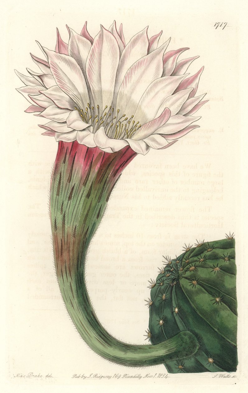 Kaktuskråkebolle eller Moseskule, i blomst, hjemmehørende i Brasil - Strong water av S. Watts fra en illustrasjon av Sarah Anne Drake (1803-1857), fra Botanical Register av Sydenham Teast Edwards