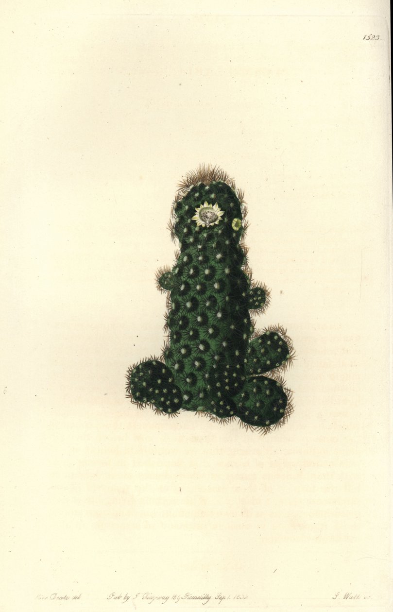 Cactus tenuis (Taper mammillaria, Mammillaria tenuis). Håndfarget kobberstikk av S. Watts etter en illustrasjon av Miss Sarah Drake fra Sydenham Edwards' Botanical Register, Ridgeway, London av Sydenham Teast Edwards