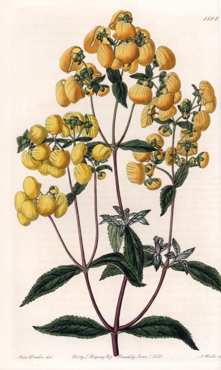 Calceolaire rugosa - Plate gravert av S.Watts, basert på en illustrasjon av Sarah Anne Drake (1803-1857), fra Botanical Register of Sydenham Edwards (1768-1819), England av Sydenham Teast Edwards