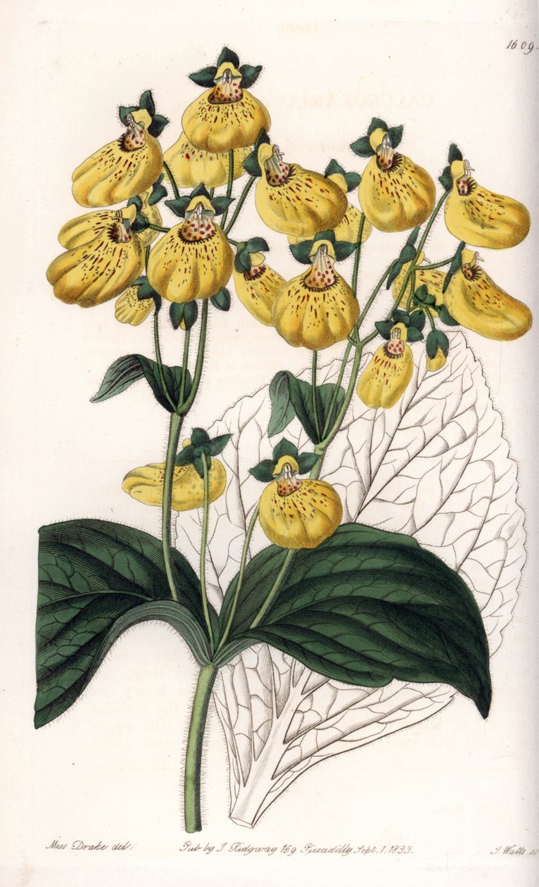 Calceolary eller liten tøffel, med gule blomster - Gravert bord av S.Watts, fra en illustrasjon av Sarah Anne Drake (1803-1857), fra Botanical Register of Sydenham Edwards (1768-1819), England av Sydenham Teast Edwards