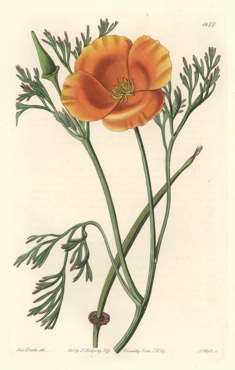 California valmue eller amerikansk valmue - S. Watts sterkt vann fra en illustrasjon av Sarah Anne Drake (1803-1857), fra Botanical Register av Sydenham Teast Edwards