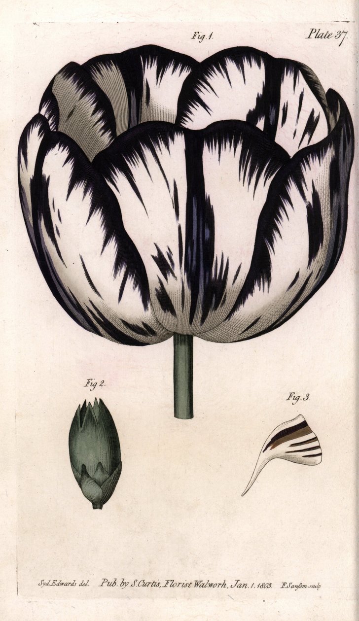 Calisse av tulipan- og nellikgirofle eller nellikeblomsterister. Farget kobberstikk, illustrasjon av Sydenham Edwards (1768-1819) for Conferences of Botanical, Botanical Garden of Lambeth (England) av Sydenham Teast Edwards