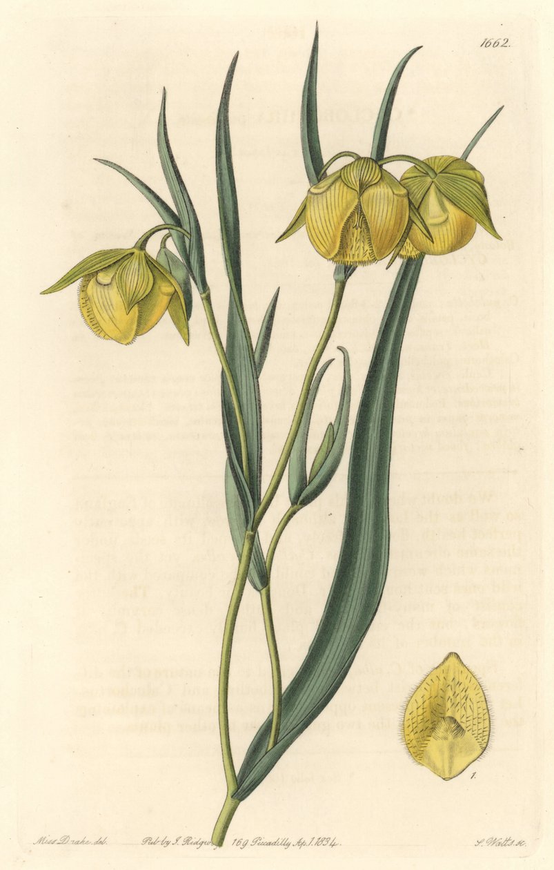 Calochorte (mariposa) eller cyclobothre med gule blomster, hjemmehørende i California - S. Watts sterkt vann fra en illustrasjon av Sarah Anne Drake (1803-1857), fra Botanical Register av Sydenham Teast Edwards