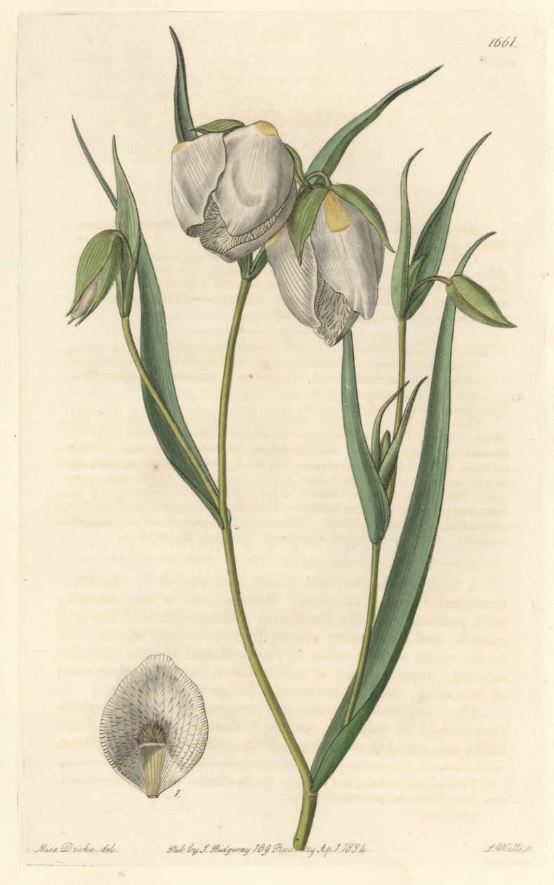 Calochorte (mariposa) eller hvitblomstret cyclobothre, hjemmehørende i California - S. Watts sterkt vann fra en illustrasjon av Sarah Anne Drake (1803-1857), fra Botanical Register av Sydenham Teast Edwards