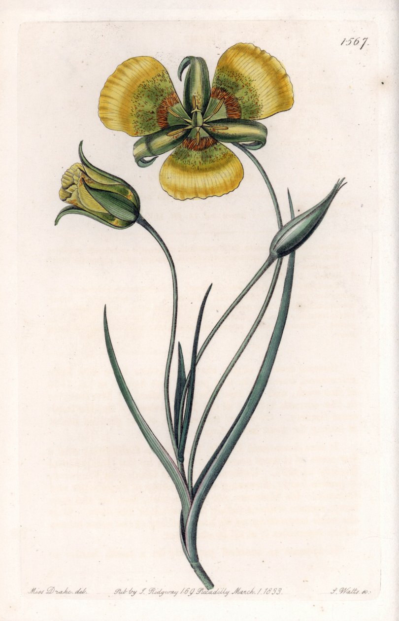 Calochortus har store gule blomster - Gravert tavle av S.Watts, fra en illustrasjon av Sarah Anne Drake (1803-1857), fra Botanical Register of Sydenham Edwards (1768-1819), England av Sydenham Teast Edwards