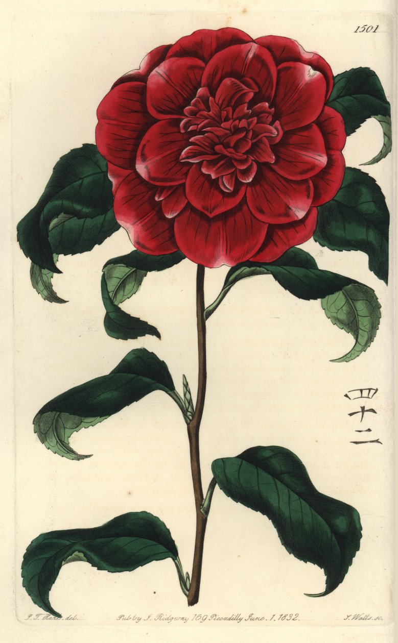 Camelia fra Japan - Mr. Reeves sin crimson camellia, Camellia japonica var. Reevesiana. Med engelske tegn for tallet 42. Håndfarget kobberstikk av S. Watts etter en illustrasjon av JT Hart fra Sydenham Edwards' Botanical Register, Ri av Sydenham Teast Edwards