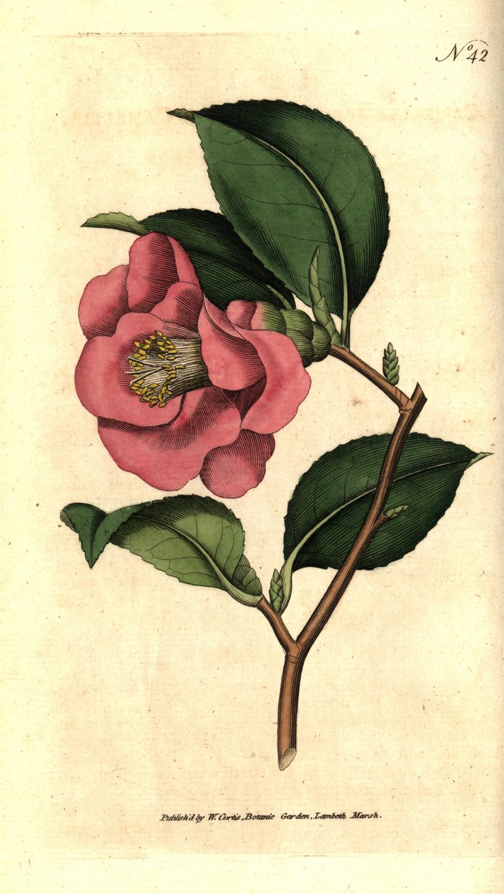 Camelia fra Japan - Rose camellia, Camellia japonica. Håndfarget kobberstikk etter en botanisk illustrasjon av James Sowerby fra William Curtis' The Botanical Magazine, Lambeth Marsh, London av Sydenham Teast Edwards