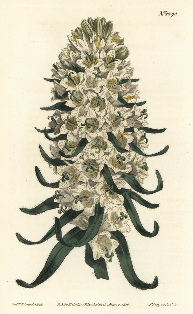 Campanula har vakre blomster - Pyreneisk klokkeblomst, Campanula speciosa (Langpigget klokkeblomst, Campanula thyrsoidea). Håndfarget kobberstikk av F. Sansom Jr. etter en illustrasjon av Sydenham Edwards fra William Curtis' Botanical Magazine, av Sydenham Teast Edwards