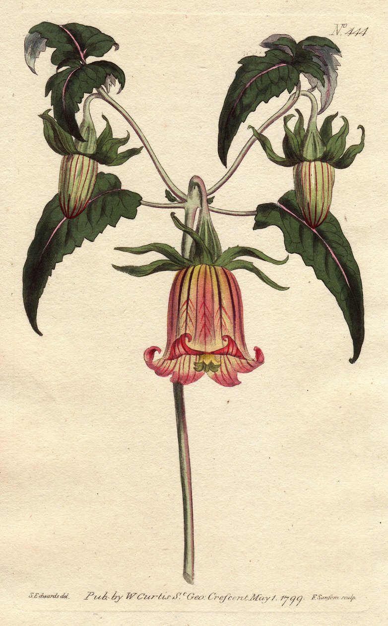 Kanarieklokketårn, blomst i form av en fallende klokke, gul med rosa åre, opprinnelse Kanariøyene. Kanariklokkeblomst med rosa årede gule blomster hengende. Innfødt fra Kanariøyene. Canarina campanula. Håndfarget kobberstikk fra av Sydenham Teast Edwards
