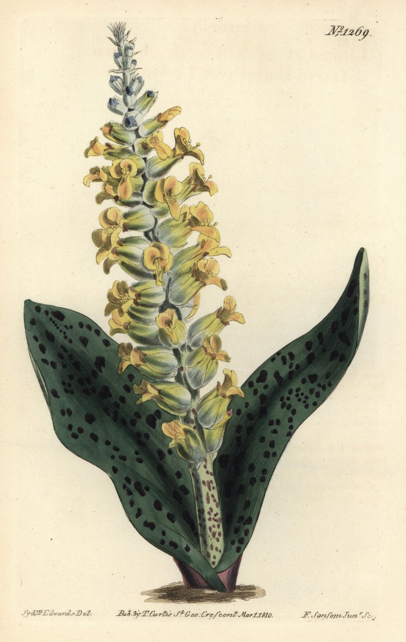 Kapphyacinth (falsk orkide) - Flekkbladet orchis-lignende lachenalia, Lachenalia orchioides. Håndfarget kobberstikkgravering av F. Sansom Jr. etter en illustrasjon av Sydenham Edwards fra William Curtis 