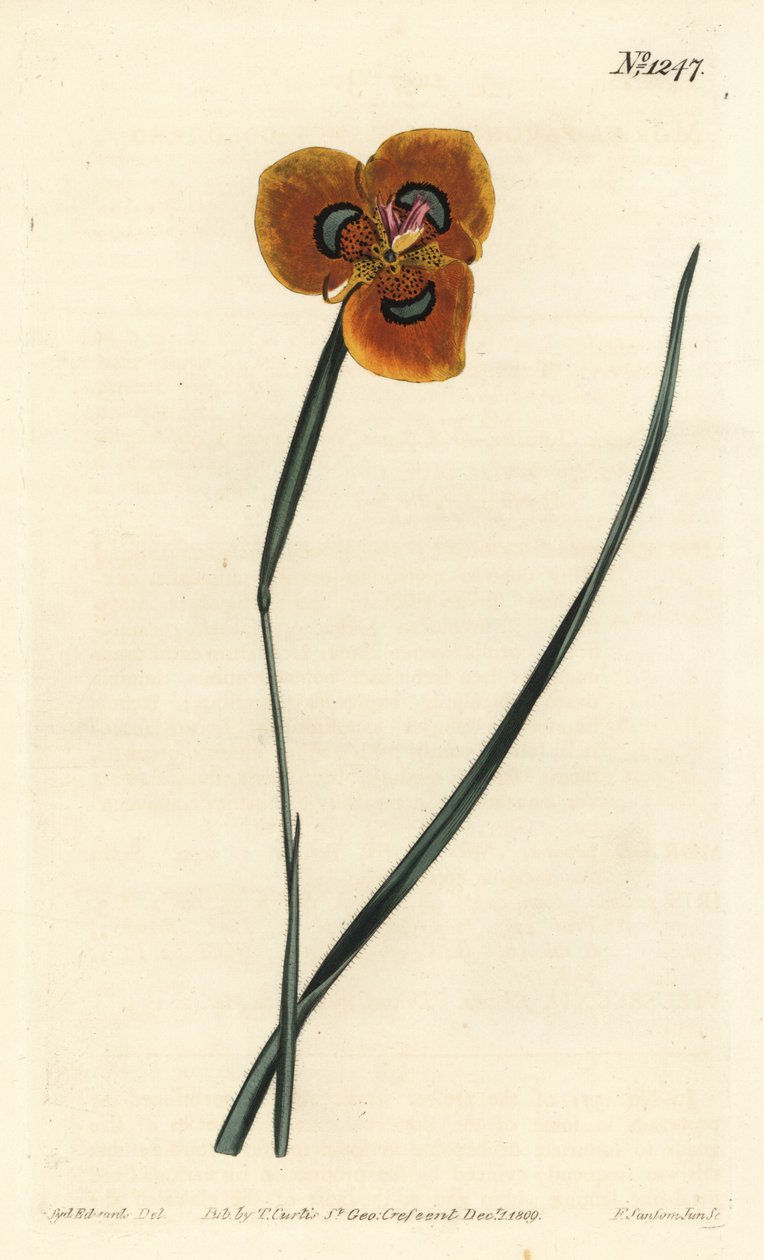 Kapptulipan - Oransjefarget moraea, Moraea tulbaghensis (Moraea pavonia). Håndfarget kobberstikk av F. Sansom Jr. etter en illustrasjon av Sydenham Edwards fra William Curtis' Botanical Magazine, T. Curtis, London av Sydenham Teast Edwards