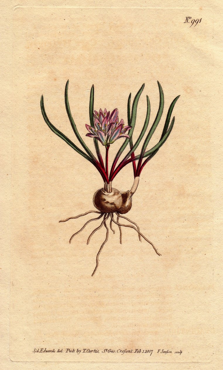 Kapphyasint, med løk, ecarlate blader og blekrosa blomst. Cape Hyacinth, med pære, skarlagensrøde blader og blekrosa blomster. Polyzena corymbosa (Massonia corymbosa). Håndfarget kobberstikk fra en botanisk illustrasjon av Sydenham Edwards fr av Sydenham Teast Edwards