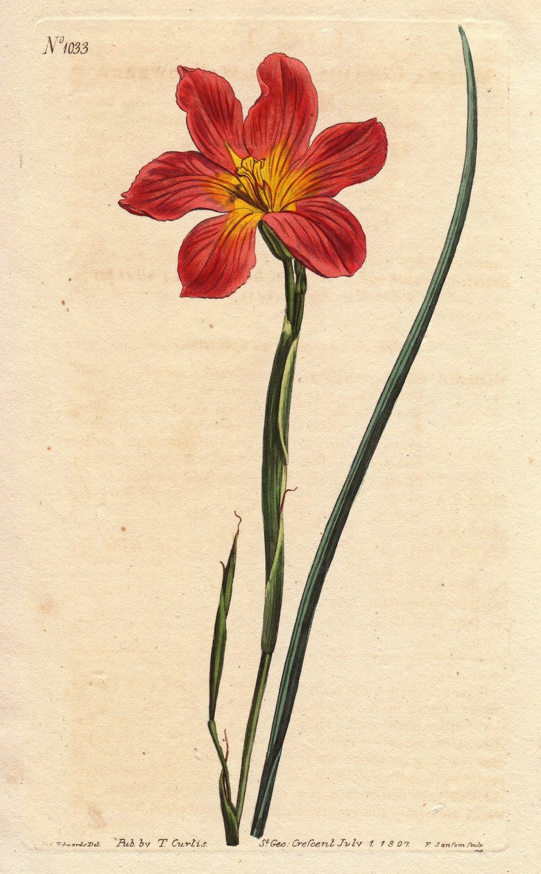 Kapptulipan, moraea har blomstrende strå og rosa laks. Stråfarget likeblomstret moraea, lakserosa og gul Cape Tulip. Homeria collina (Moraea collina). Håndfarget kobberstikk fra en botanisk illustrasjon av Sydenham Edwards fra Will av Sydenham Teast Edwards