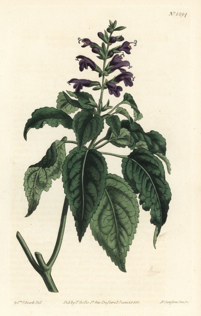 Karibisk salvie - Salvia lamiifolia (lillablomstret salvie, Salvia amoena). Håndfarget kobberstikk av F. Sansom Jr. etter en illustrasjon av Sydenham Edwards fra William Curtis' Botanical Magazine, T. Curtis, London av Sydenham Teast Edwards