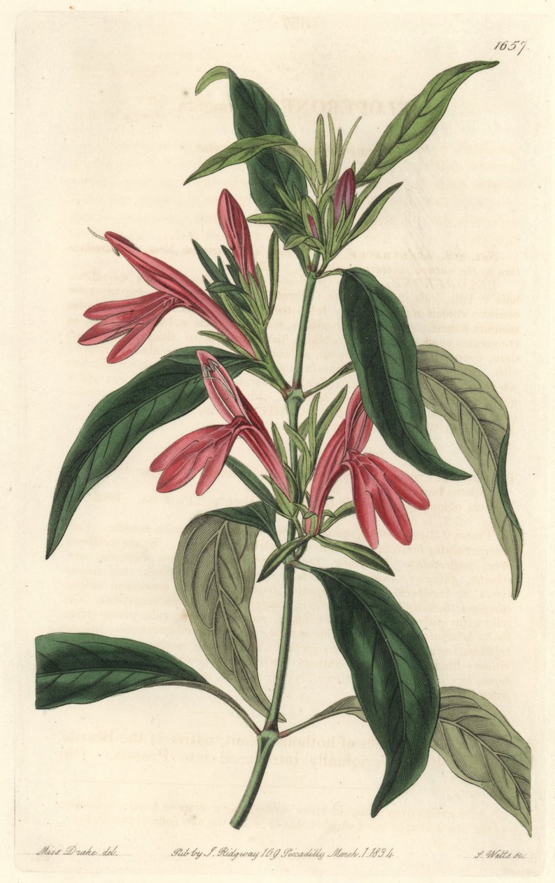 Carmantine, innfødt i Brasil - Water forte av S. Watts fra en illustrasjon av Sarah Anne Drake (1803-1857), fra Botanical Register av Sydenham Teast Edwards