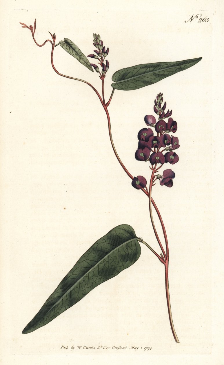 Caulinia bimaculata (lilla glycin, Glycine bimaculata). Håndfarget kobberstikk av Sansom etter en illustrasjon av Sydenham Edwards fra William Curtis' Botanical Magazine, London av Sydenham Teast Edwards