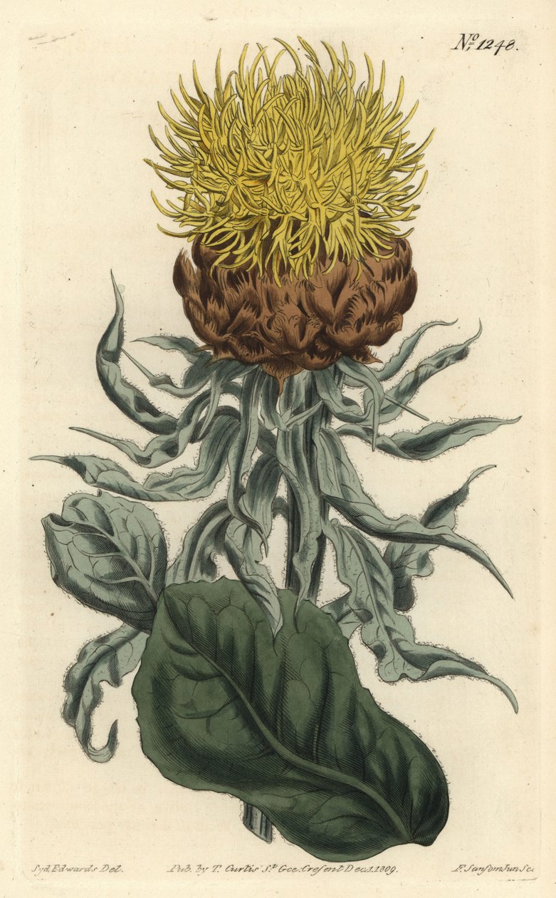 Centauree a grosse tête - Kjemperygg eller storhodet gul centaury, Centaurea macrocephala. Håndfarget kobberstikk av F. Sansom Jr. etter en illustrasjon av Sydenham Edwards fra William Curtis' Botanical Magazine, T. Curtis, London av Sydenham Teast Edwards