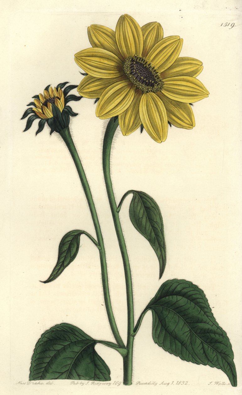 Mellomamerikansk asteriacee variete - Tithonia tubaeformis (Trompetstilket solsikke, Helianthus tubaeformis). Håndfarget kobberstikk av S. Watts etter en illustrasjon av Miss Sarah Drake fra Sydenham Edwards