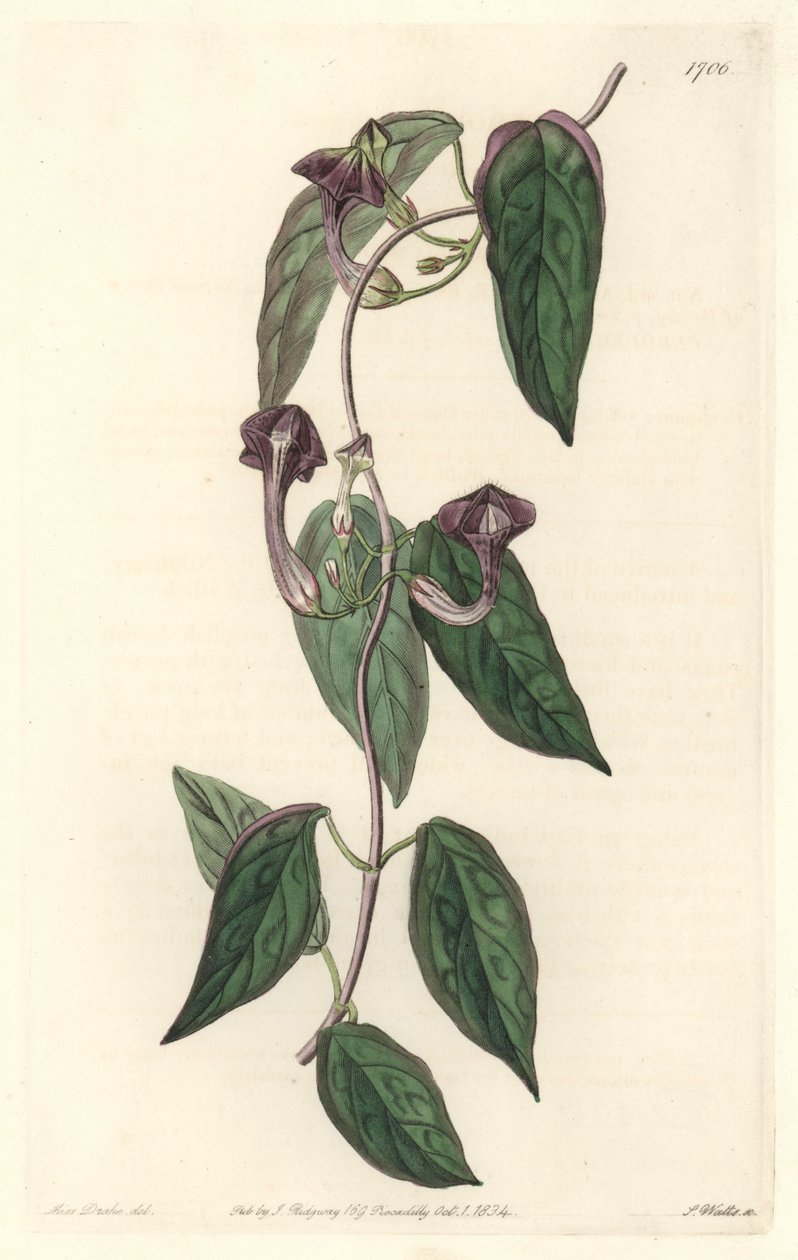 Ceropegia elegant, innfødt i India - Strong water av S. Watts fra en illustrasjon av Sarah Anne Drake (1803-1857), fra Botanical Register av Sydenham Teast Edwards