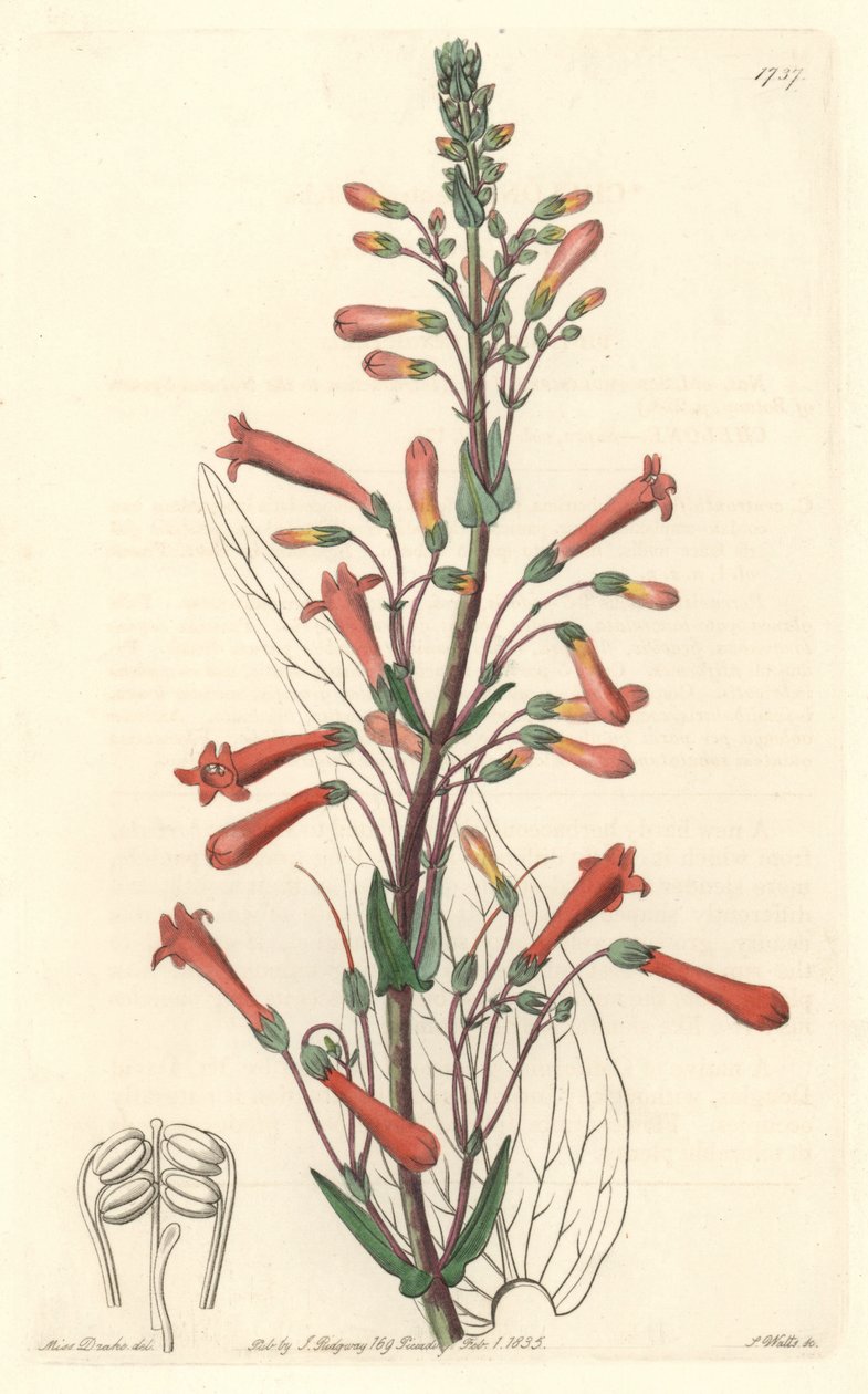 Chelone (eller Galane) har valerianblader, hjemmehørende i California - S. Watts sterkt vann fra en illustrasjon av Sarah Anne Drake (1803-1857), fra Botanical Register av Sydenham Teast Edwards
