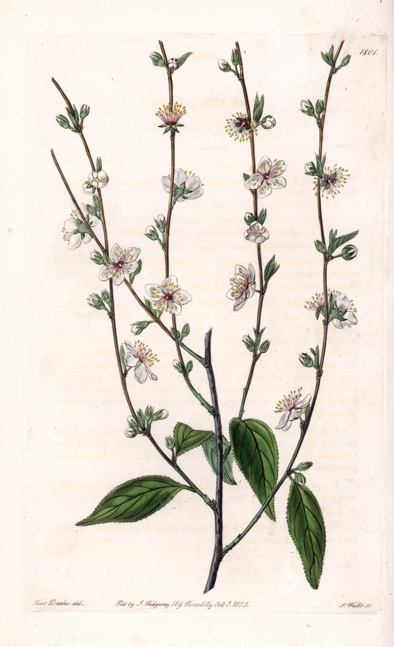 Kirsebærtre - Gravert tavle av S.Watts, fra en illustrasjon av Sarah Anne Drake (1803-1857), fra Botanical Register of Sydenham Edwards (1768-1819), England av Sydenham Teast Edwards