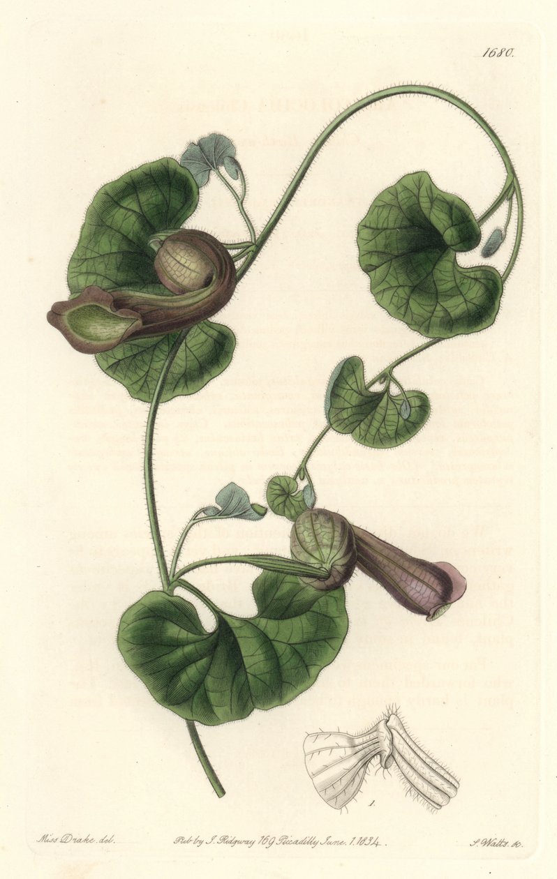 Chilenske Aristoloche or Fox Ears - S. Watts Strong Water fra en illustrasjon av Sarah Anne Drake (1803-1857), fra Botanical Register av Sydenham Teast Edwards
