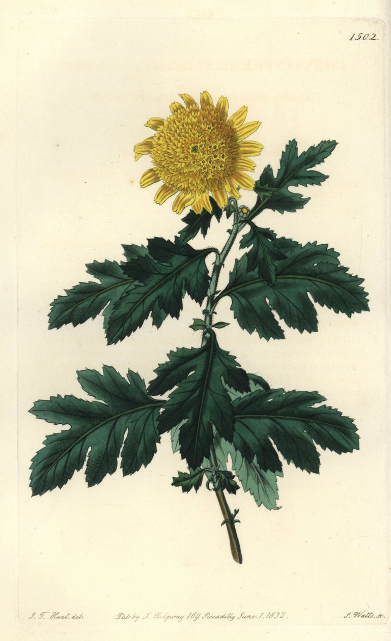 Kinesisk kamille eller indisk krysantem - Dobbel gul indisk krysantemum, Chrysanthemum indicum var. plenum. Håndfarget kobberstikk av S. Watts etter en illustrasjon av JT Hart fra Sydenham Edwards' Botanical Register, Ridgeway, London av Sydenham Teast Edwards