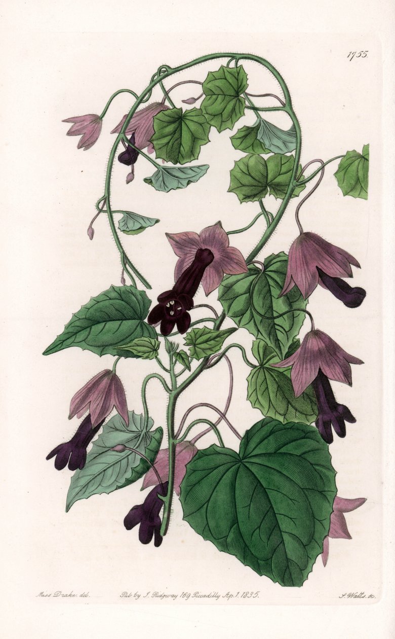 Kinesisk hatt - Plate gravert av S.Watts, fra en illustrasjon av Sarah Anne Drake (1803-1857), fra Botanical Register of Sydenham Edwards (1768-1819), England av Sydenham Teast Edwards