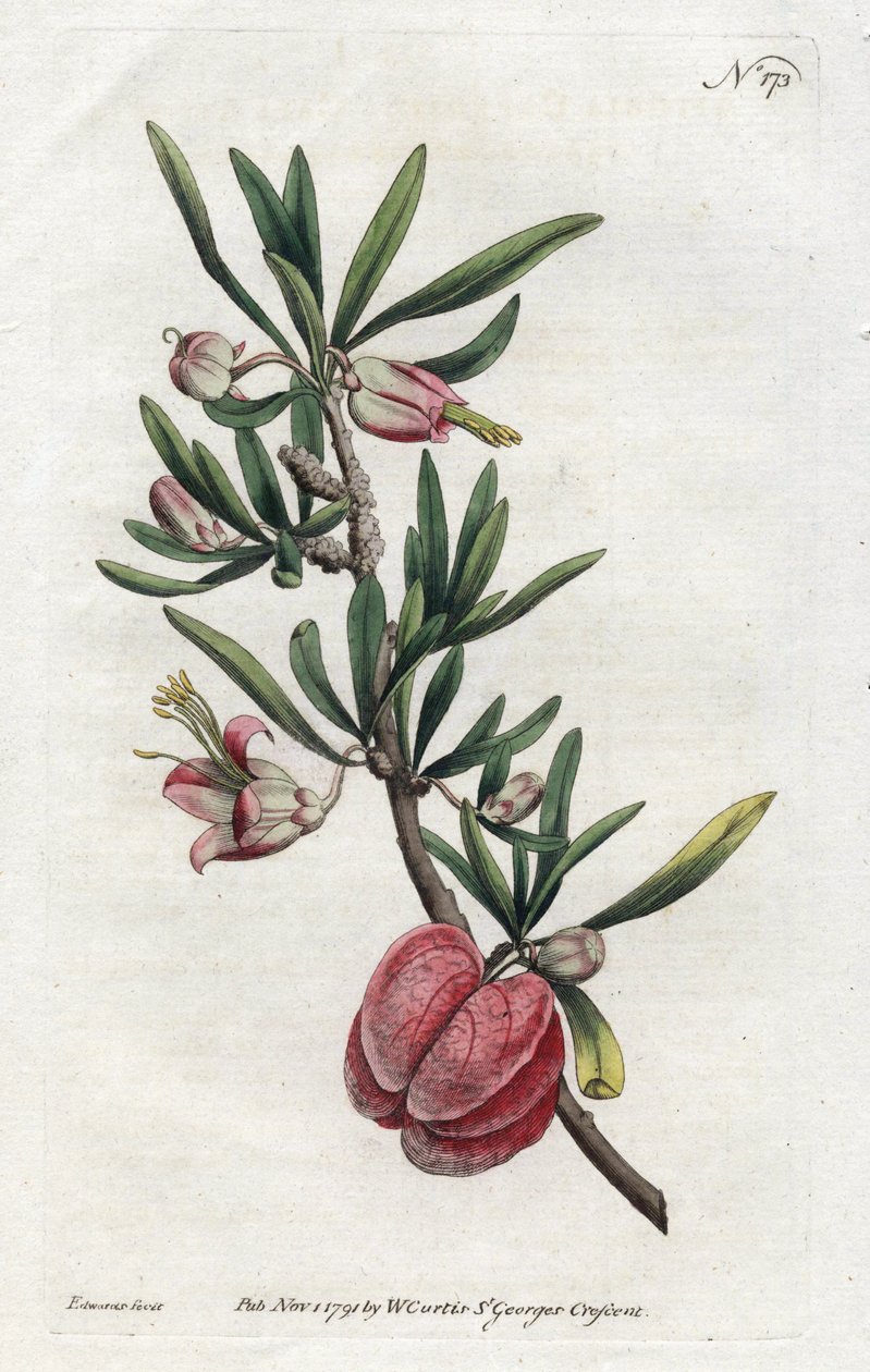 Chinese Lantern or Nymania - Litografi av Sydenham Edwards (1768-1819), fra Botanical Magazine av William Curtis (1746-1799) av Sydenham Teast Edwards
