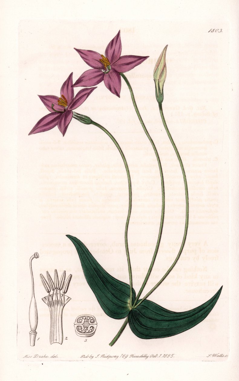 Chironia Variete - Plate gravert av S.Watts, fra en illustrasjon av Sarah Anne Drake (1803-1857), fra Botanical Register of Sydenham Edwards (1768-1819), England av Sydenham Teast Edwards