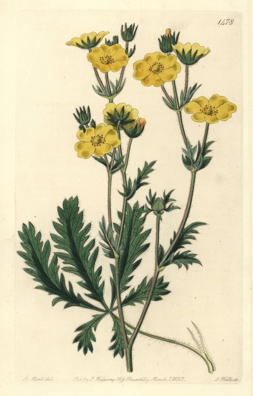 Cinquefoil dressee - Jagged-leaved cinquefoil, Potentilla laciniosa. Håndfarget kobberstikk av S. Watts etter en illustrasjon av M. Hart fra Sydenham Edwards' Botanical Register, Ridgeway, London av Sydenham Teast Edwards