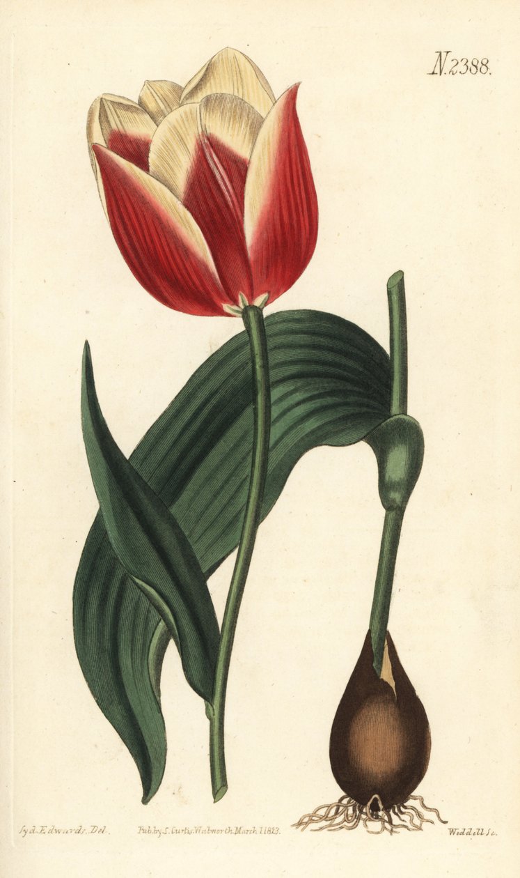 Claramond tulipan, Tulipa suaveolens var. latifolia. Håndfarget kobberstikk av Weddell etter en botanisk illustrasjon av Sydenham Edwards fra William Curtis' Botanical Magazine, Samuel Curtis, London av Sydenham Teast Edwards