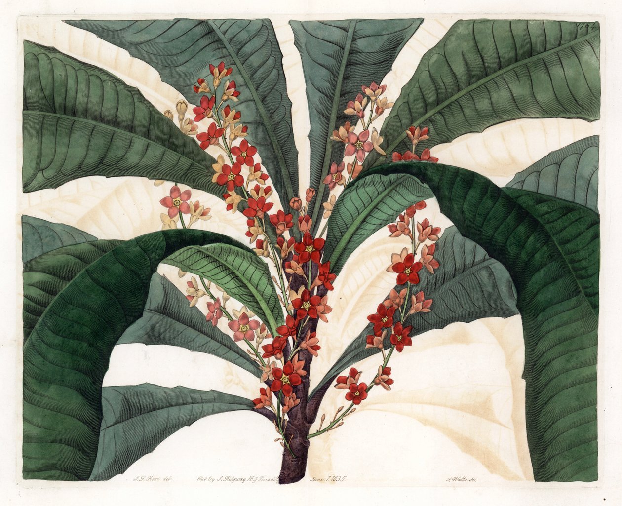 Clavija Variety - Gravert plate av S.Watts, fra en illustrasjon av I.J. Hart, fra Botanical Register of Sydenham Edwards (1768-1819), England av Sydenham Teast Edwards