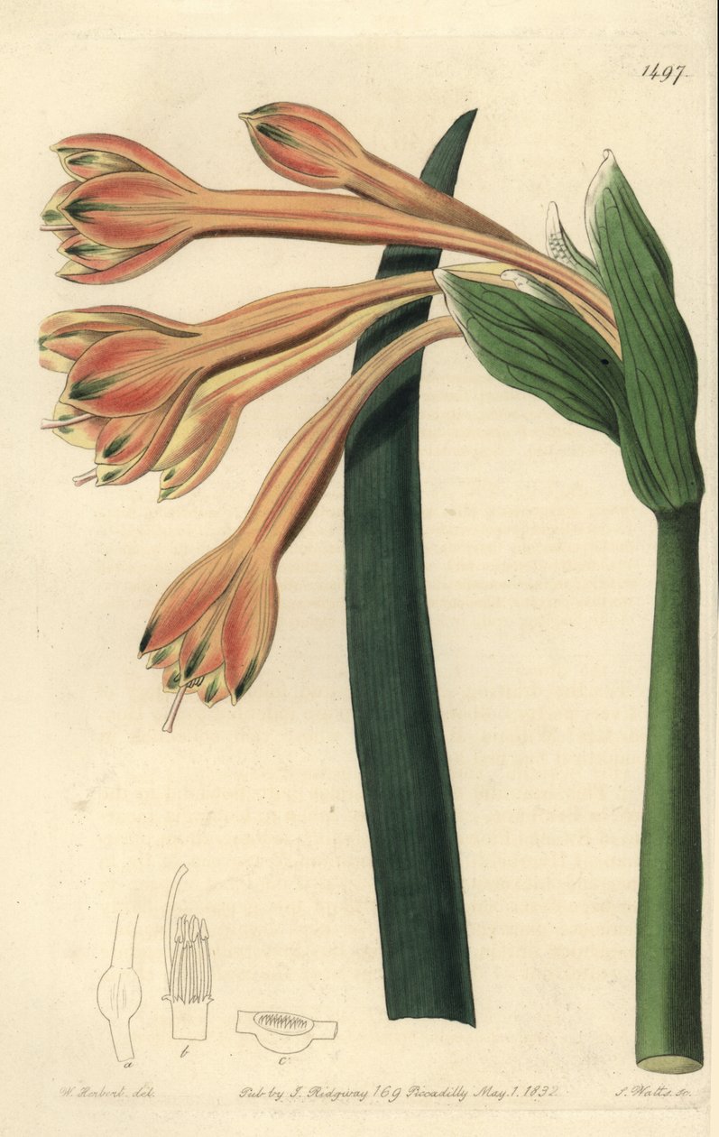Clinanthus fulvus (Tawny coburgia, Coburgia fulva). Håndfarget kobberstikk av S. Watts etter en illustrasjon av William Herbert fra Sydenham Edwards' Botanical Register, Ridgeway, London av Sydenham Teast Edwards