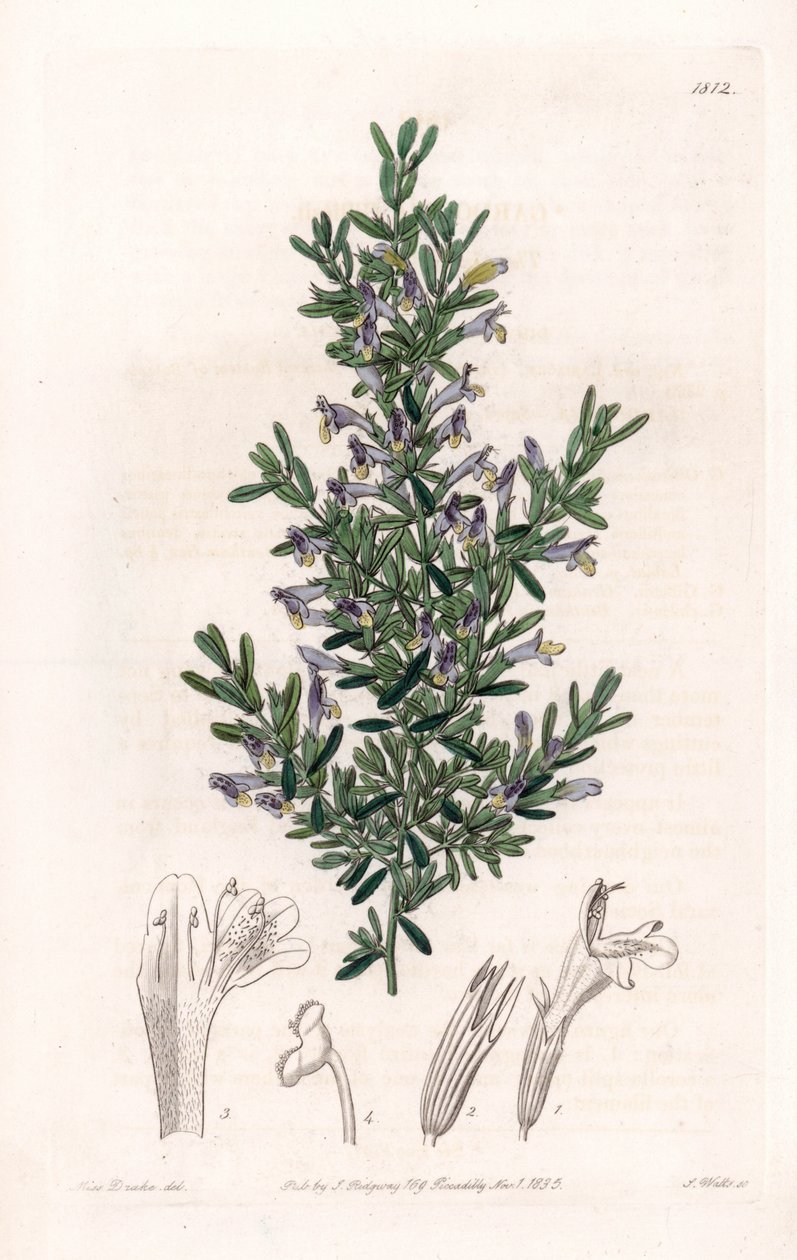 Clinopodium Variete - Plate gravert av S.Watts, fra en illustrasjon av Sarah Anne Drake (1803-1857), fra Botanical Register of Sydenham Edwards (1768-1819), England av Sydenham Teast Edwards