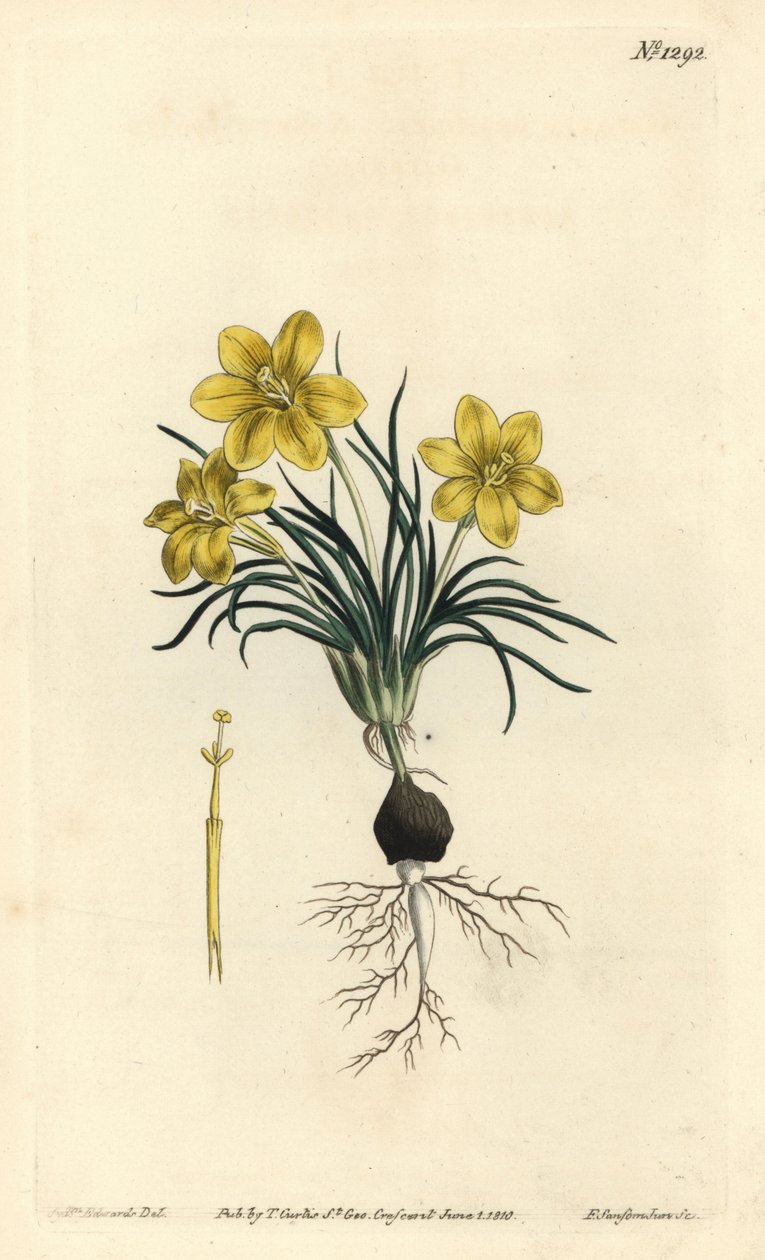 Klokkeblomst, Moraea fugacissima (Smalbladet galakse, Galaxia graminea). Håndfarget kobberstikk av F. Sansom Jr. etter en illustrasjon av Sydenham Edwards fra William Curtis' Botanical Magazine, T. Curtis, London av Sydenham Teast Edwards
