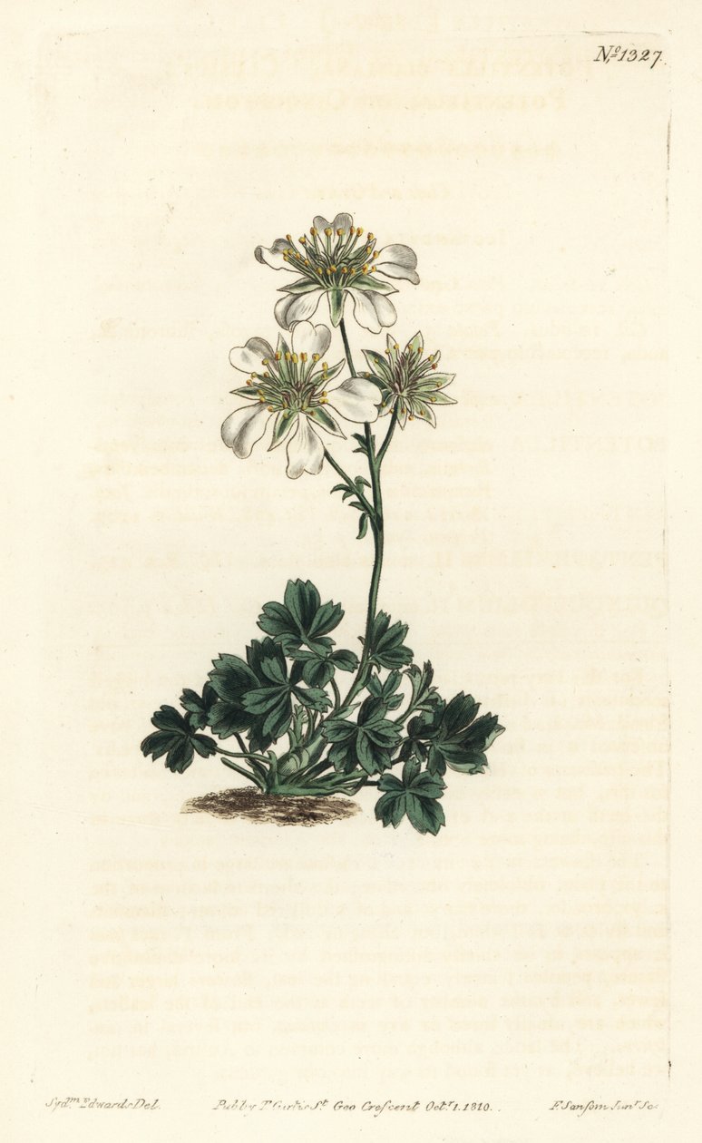 Clusius cinquefoil - Clusius cinquefoil, Potentilla clusiana. Håndfarget kobberstikkgravering av F. Sansom Jr. etter en illustrasjon av Sydenham Edwards fra William Curtis 