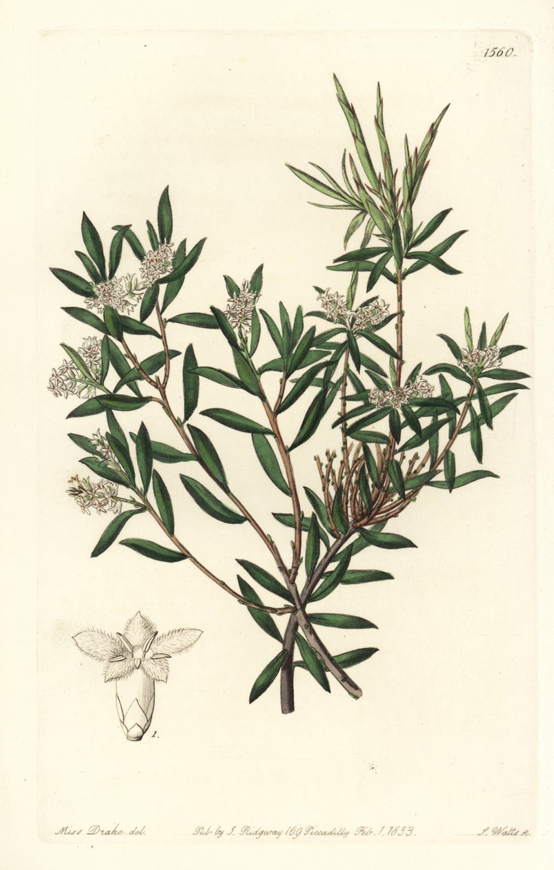 Kystskjegg-hei eller småblomstret hvitskjegg, Leucopogon parviflorus. Håndfarget kobberstikk av S. Watts etter en illustrasjon av Miss Sarah Drake fra Sydenham Edwards' Botanical Register, Ridgeway, London av Sydenham Teast Edwards