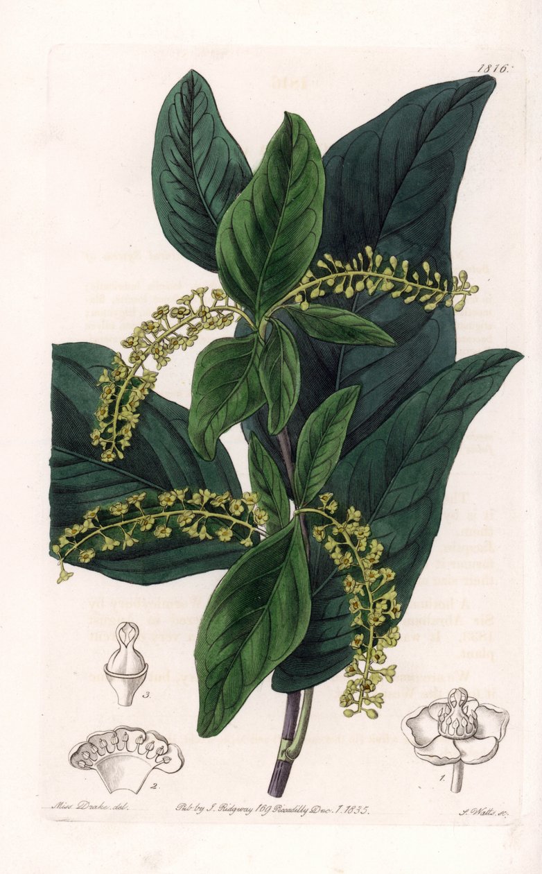 Coccoloba variete, hjemmehørende i Vestindia - gravert av S.Watts, fra en illustrasjon av Sarah Anne Drake (1803-1857), fra Botanical Register of Sydenham Edwards (1768-1819), England av Sydenham Teast Edwards