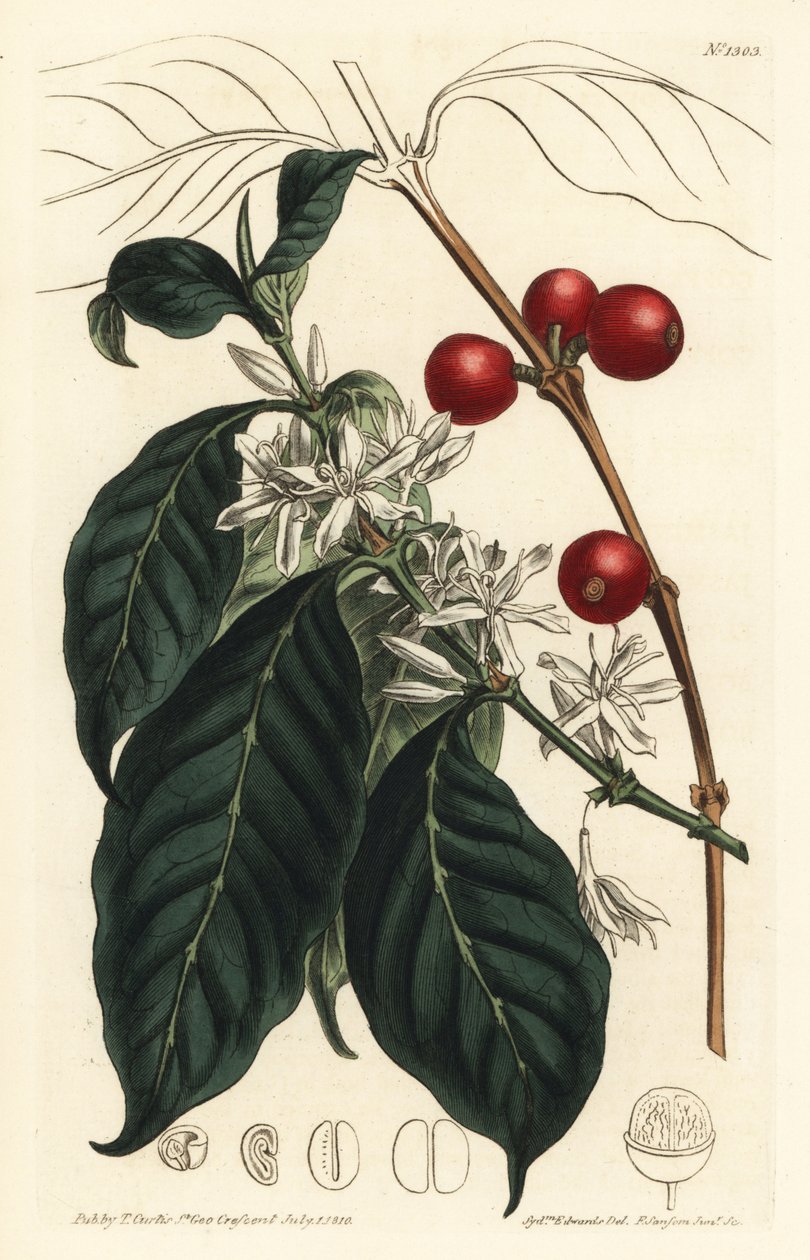 Kaffetrakter arabica - Kaffetre, Coffea arabica. Håndfarget kobberstikk av F. Sansom Jr. etter en illustrasjon av Sydenham Edwards fra William Curtis' Botanical Magazine, T. Curtis, London av Sydenham Teast Edwards